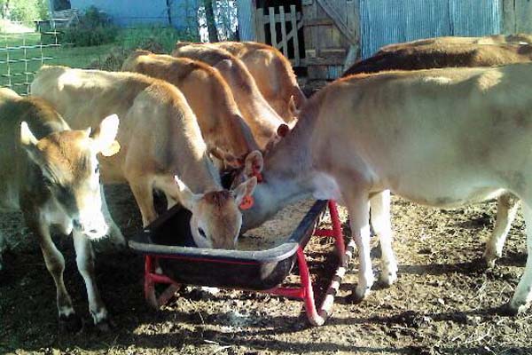 livestock feeding photo