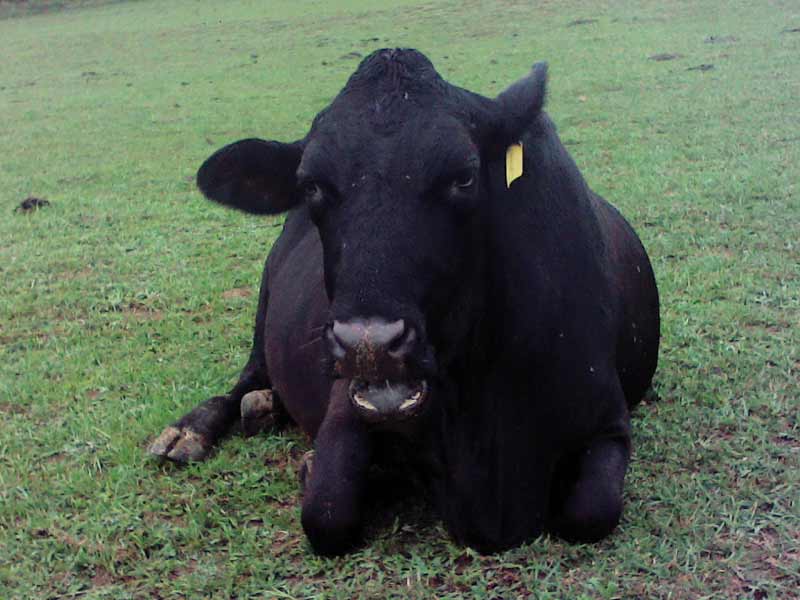 photo of cow resting in field at Sunny Creek Farms