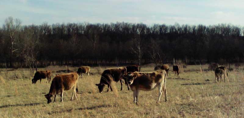 image of cows feeding in field on Sunny Creek Farm