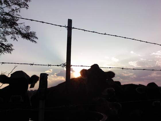 image of sunrise on the farm.